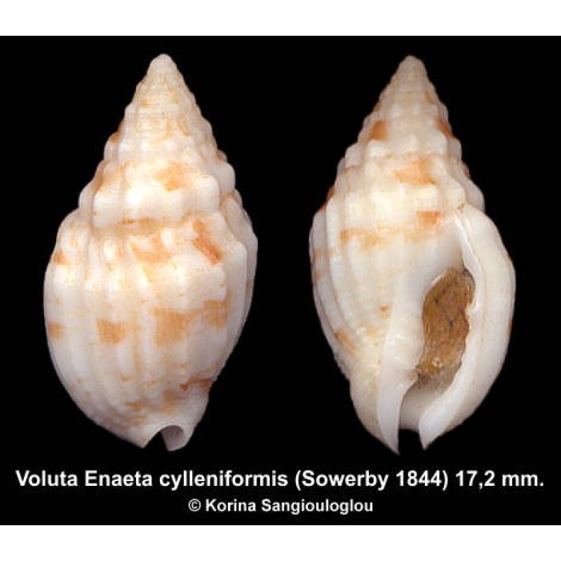 Voluta Enaeta cylleniformis Gorgeous!