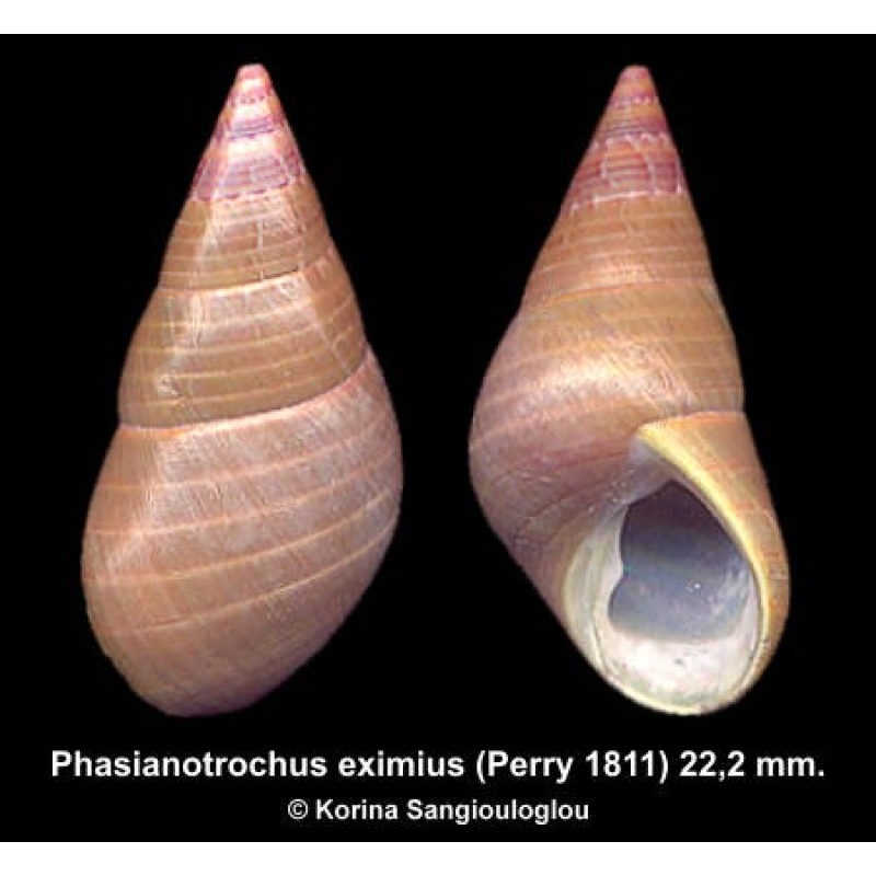 Phasianotrochus eximius Gorgeous!