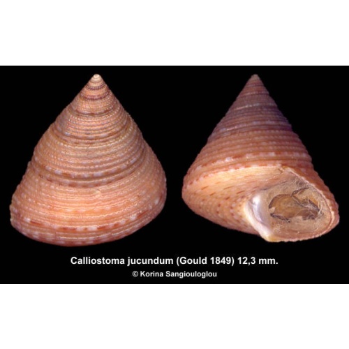 Calliostoma jucundum Gorgeous High Spire!