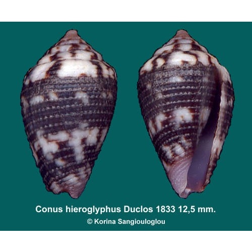 Conus hieroglyphus Gorgeous Granulose!