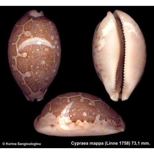 Cypraea mappa Gorgeous Superb!