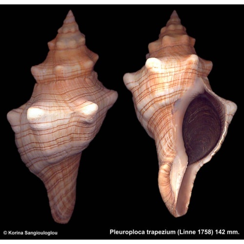 Pleuroploca trapezium Gorgeous Knobby!