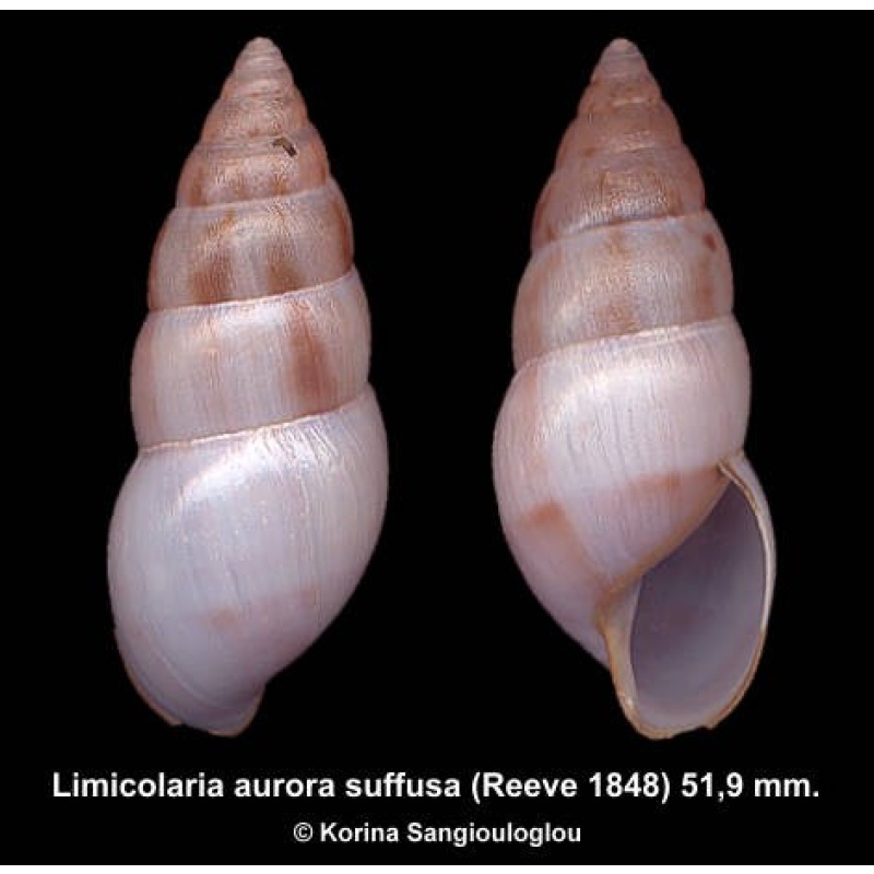 Limicolaria aurora suffusa Gorgeous Large!