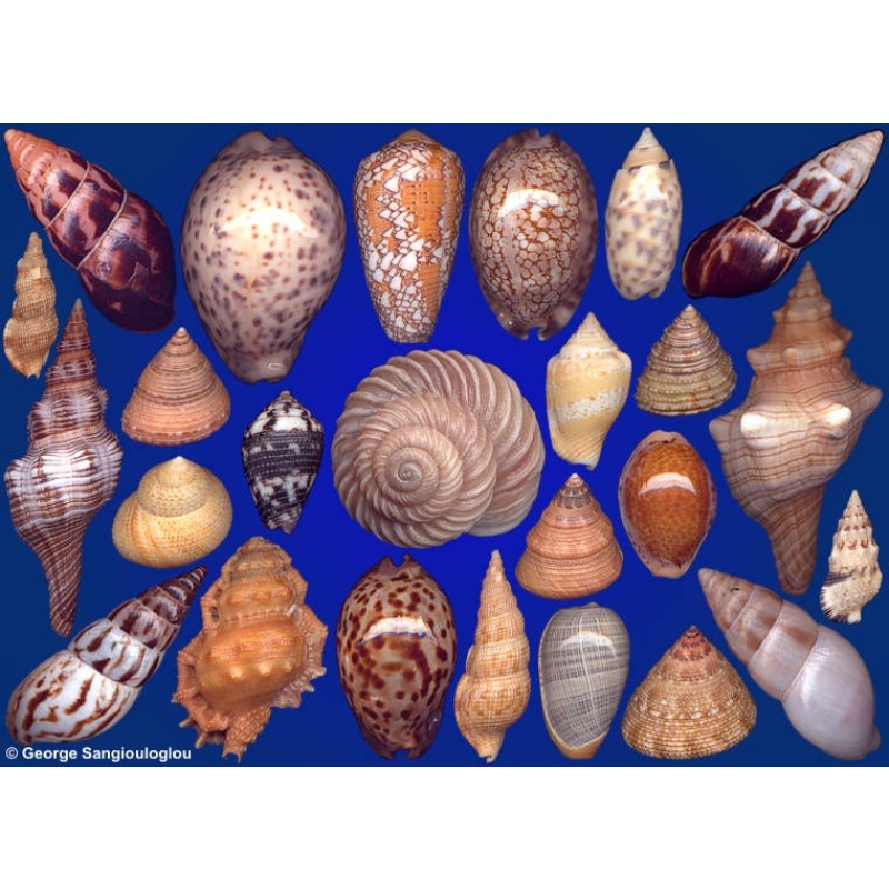 Seashells composition from auction October 2022