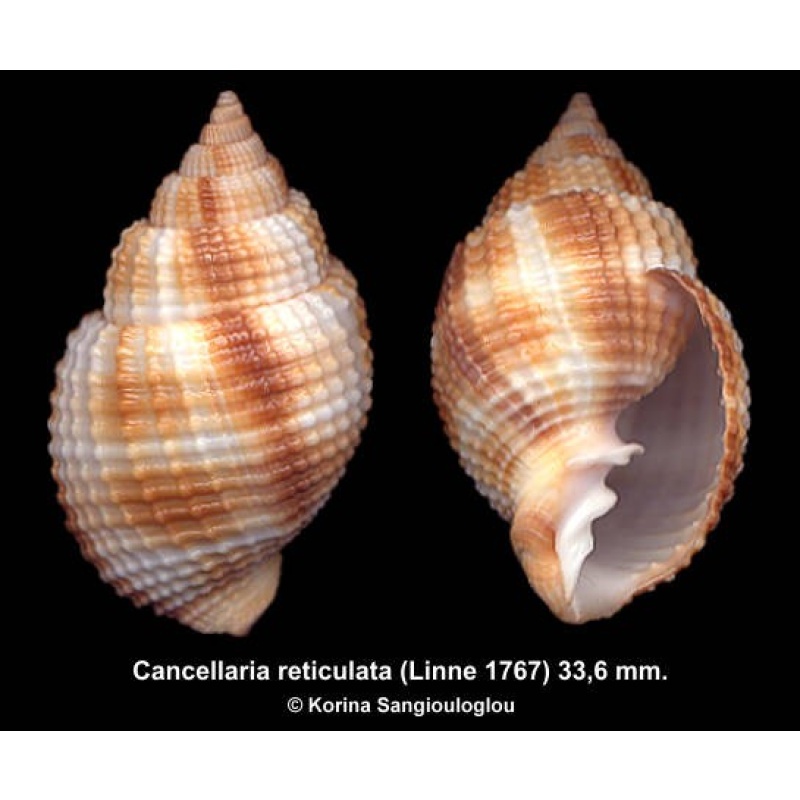 Cancellaria reticulata Gorgeous!