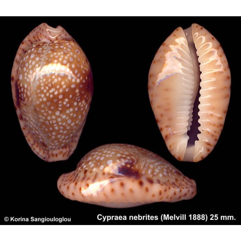 Cypraea nebrites Gorgeous Superb Dark!
