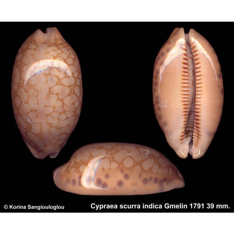 Cypraea scurra indica Gorgeous Extended apex!
