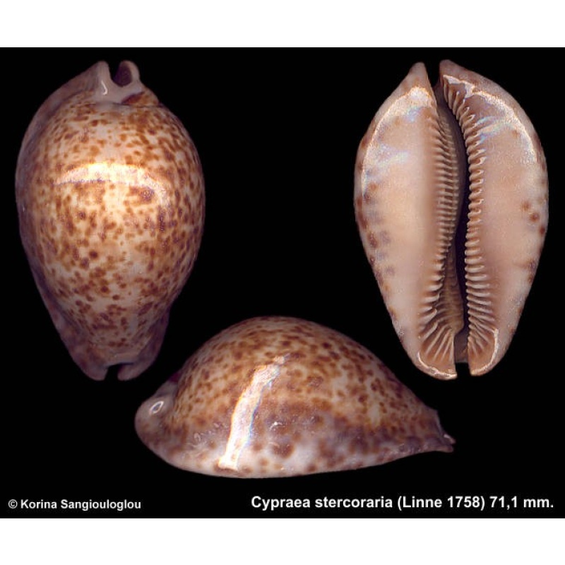 Cypraea stercoraria Outstanding Cream!