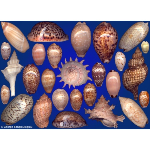 Seashells composition from auction December 2022