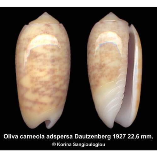 Oliva carneola adspersa Gorgeous Yellow!