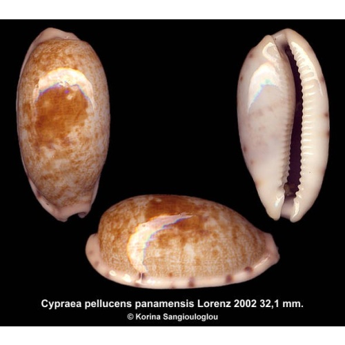 Cypraea pellucens panamensis Gorgeous Superb!