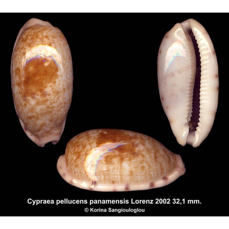 Cypraea pellucens panamensis Gorgeous Superb!