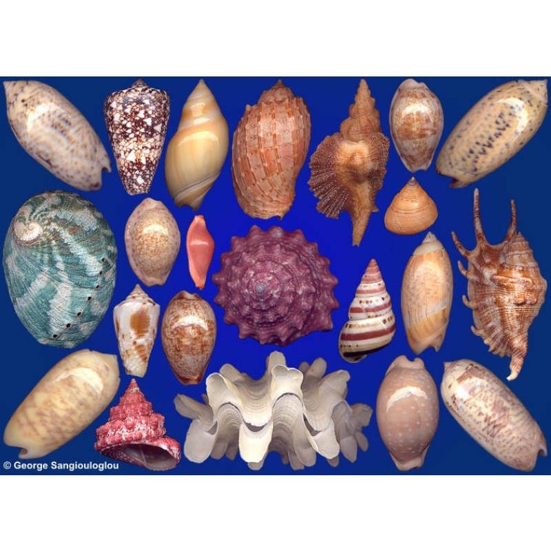 Seashells composition from auction January 2023