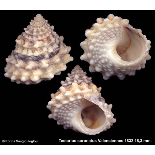 Tectarius coronatus Gorgeous!