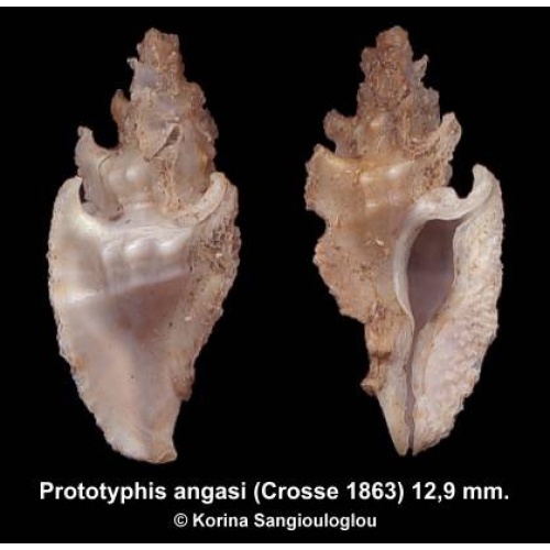 Prototyphis angasi Gorgeous!