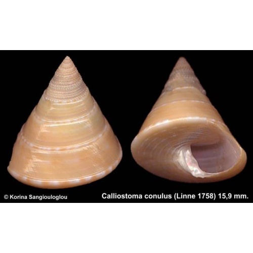 Calliostoma conulus Gorgeous!