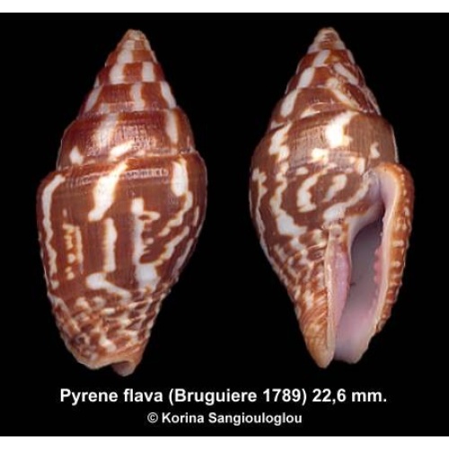 Pyrene flava Gorgeous!