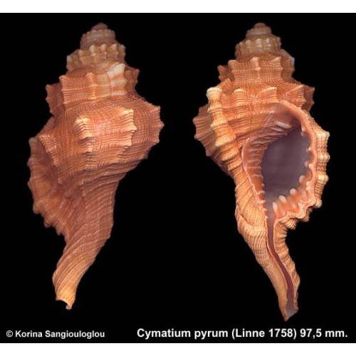 Cymatium pyrum Gorgeous Brown!