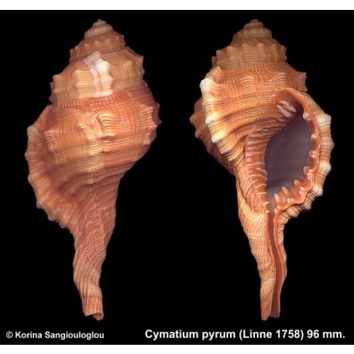 Cymatium pyrum Gorgeous Orange!