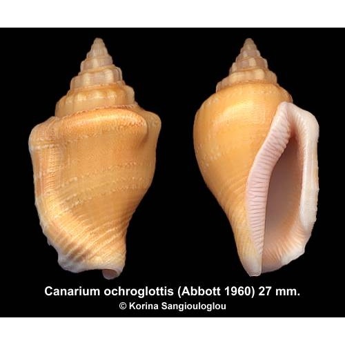 Canarium ochroglottis Gorgeous Yellowish/orange!