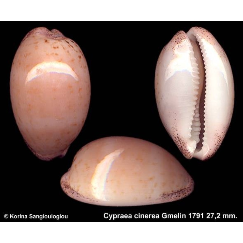 Cypraea cinerea Gorgeous!