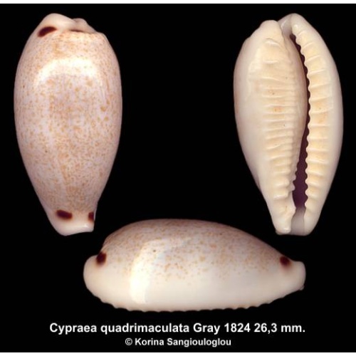 Cypraea quadrimaculata Outstanding Elongate!