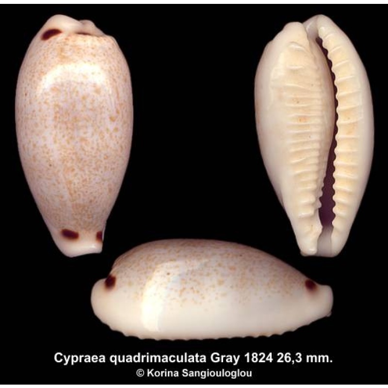 Cypraea quadrimaculata Outstanding Elongate!