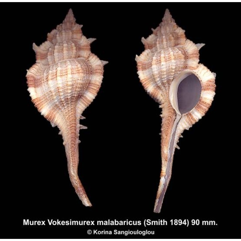 Murex Vokesimurex malabaricus Gorgeous Large!