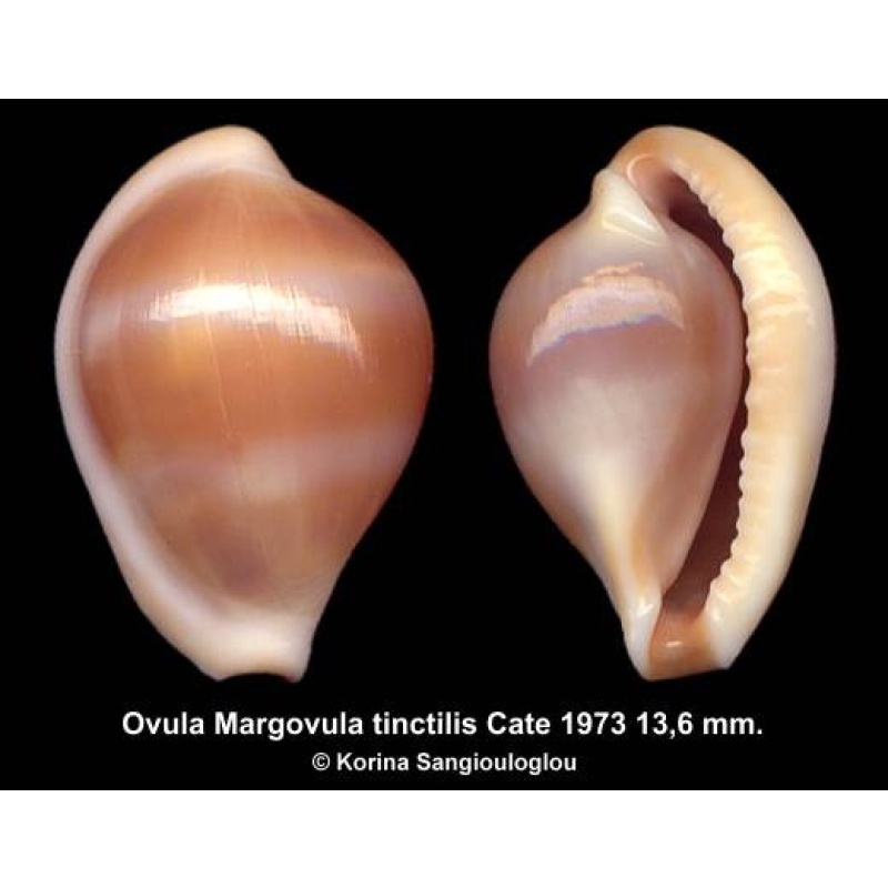 Ovula Margovula tinctilis Outstanding Beige/Cream!