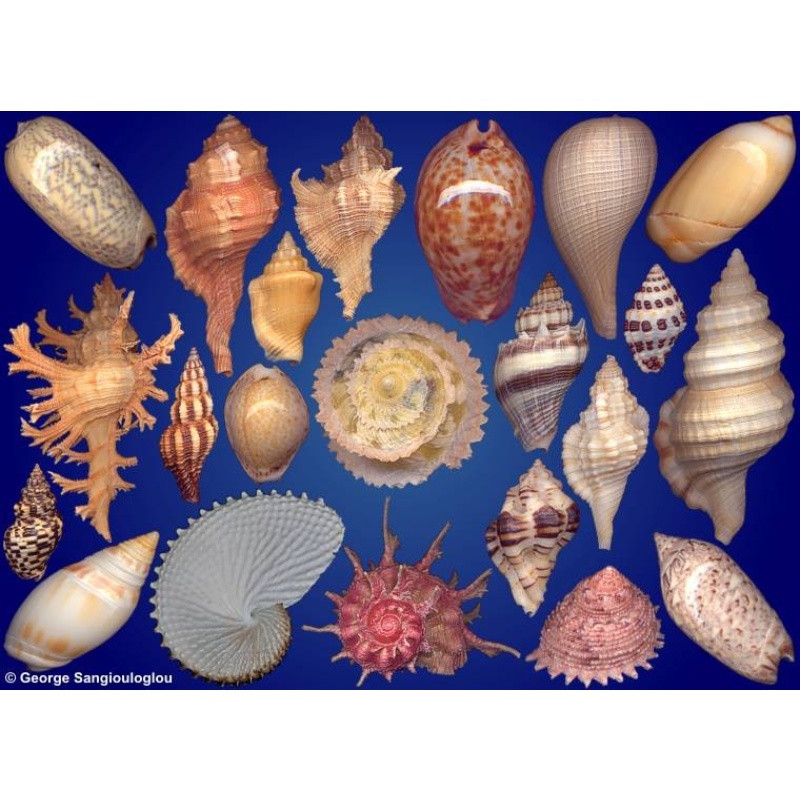 Seashells composition from auction April 2023