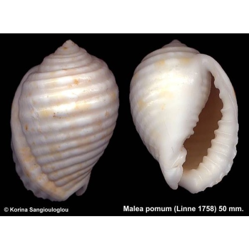 Malea pomum Outstanding Strange Shape!