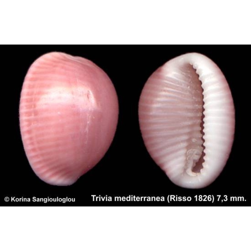 Trivia mediterranea Outstanding!