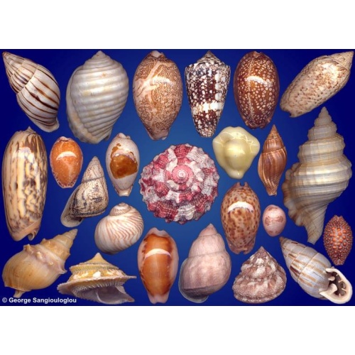 Seashells composition from auction May 2023