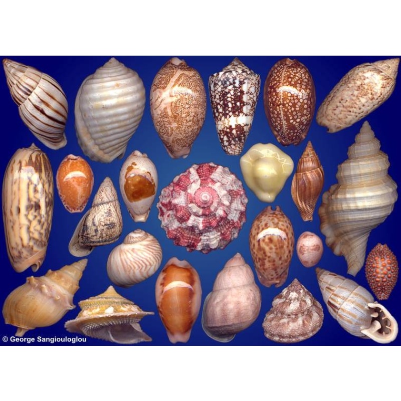 Seashells composition from auction May 2023