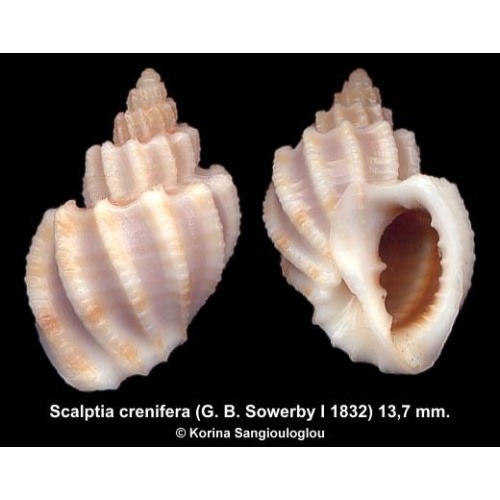 Scalptia crenifera Gorgeous!