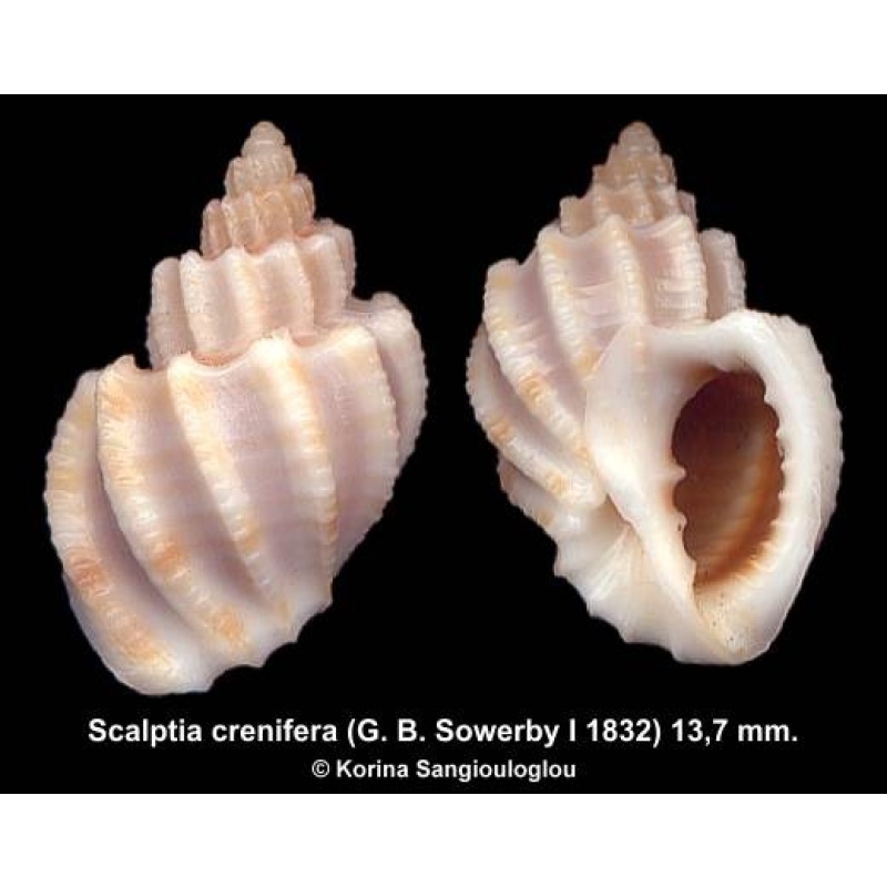 Scalptia crenifera Gorgeous!