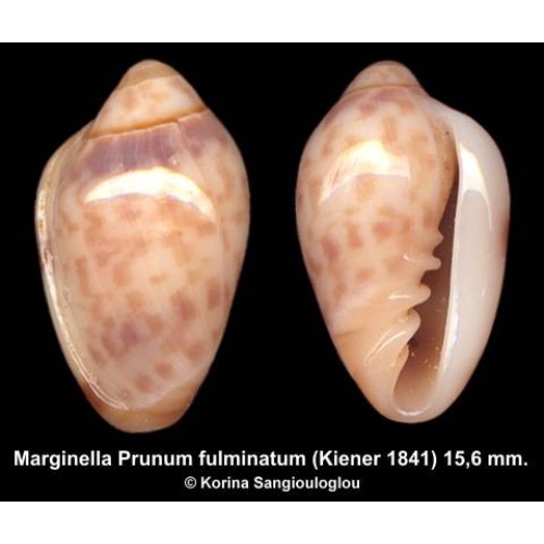 Marginella Prunum fulminatum Gorgeous Superb!