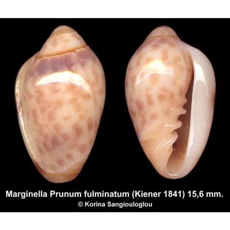 Marginella Prunum fulminatum Gorgeous Superb!