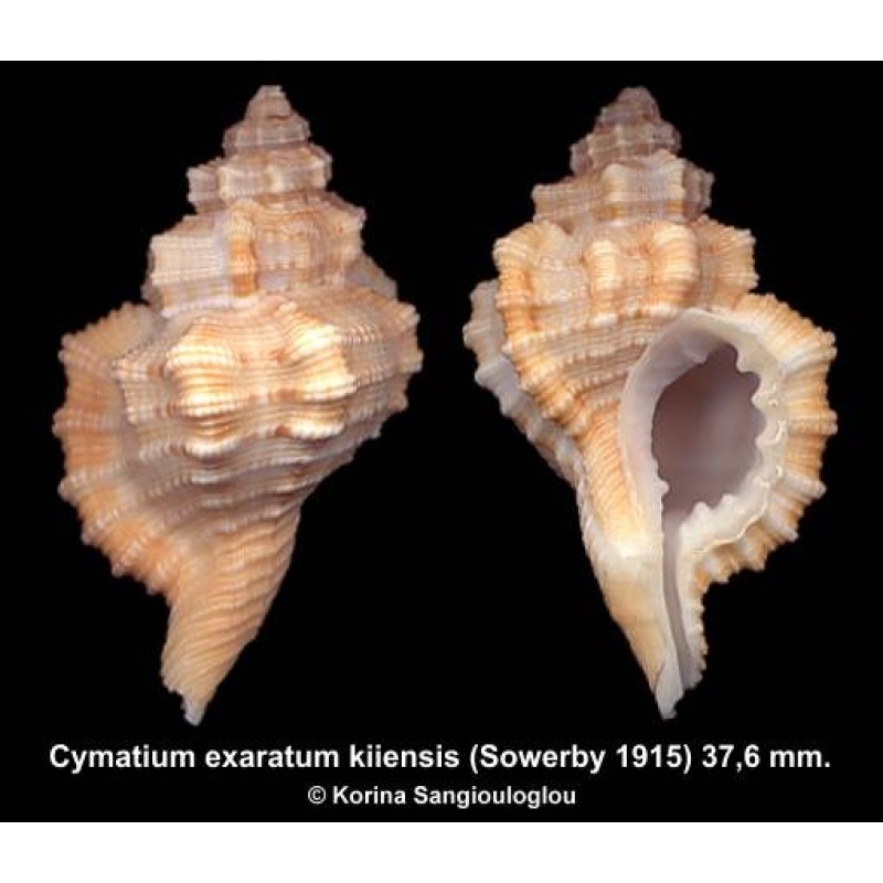 Cymatium exaratum kiiensis Outstanding!