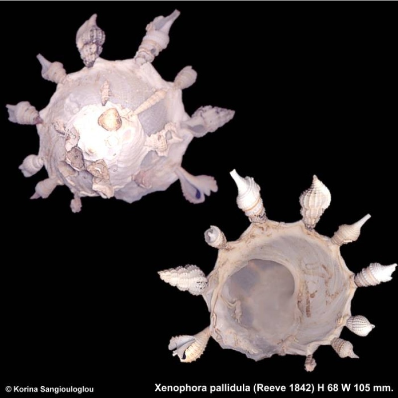 Xenophora pallidula Gorgeous!