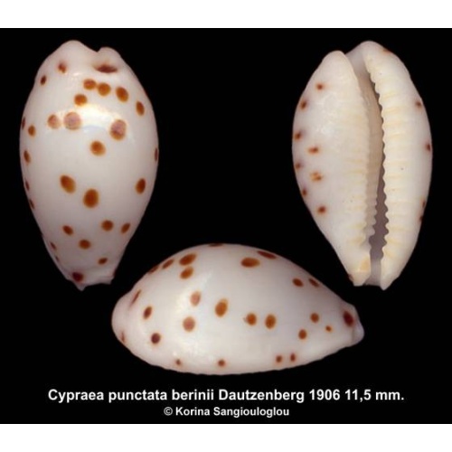 Cypraea punctata berinii Gorgeous!