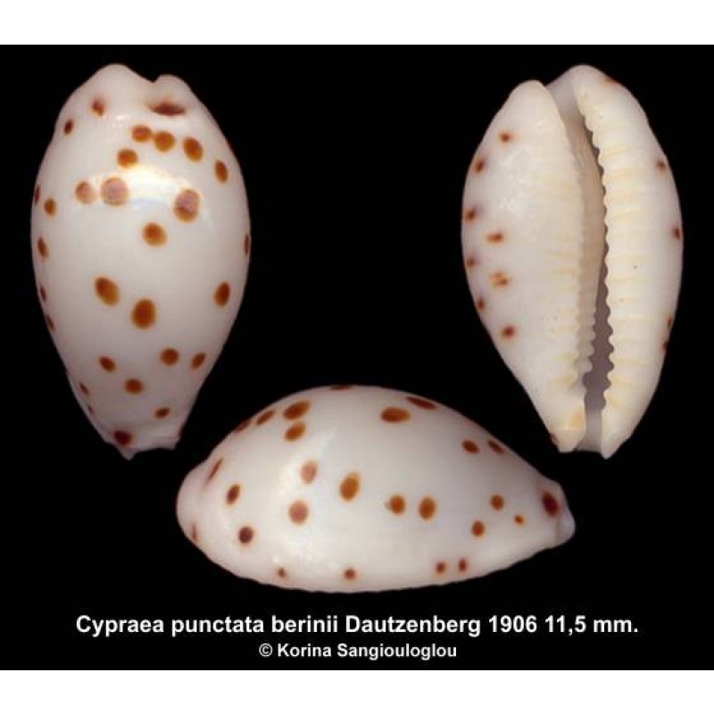 Cypraea punctata berinii Gorgeous!