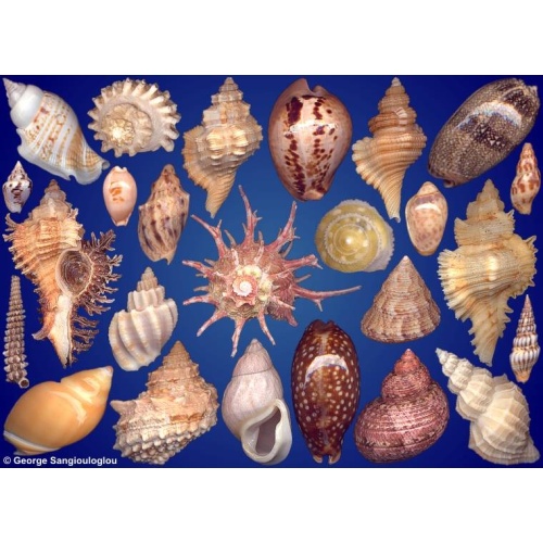 Seashells composition from auction June 2023