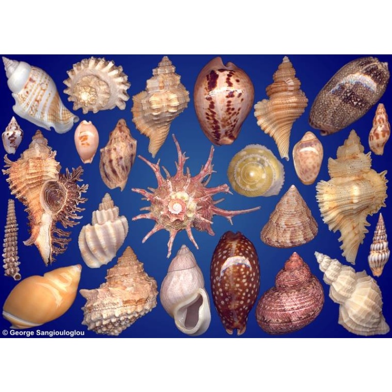 Seashells composition from auction June 2023
