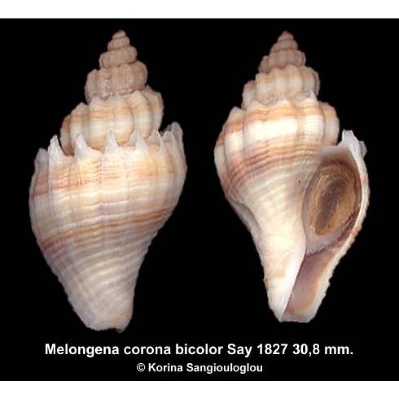 Melongena corona bicolor Gorgeous Spiny Elongated!