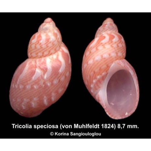 Tricolia speciosa Gorgeous Colorful!