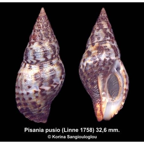 Pisania pusio Outstanding Black/ Bluish!