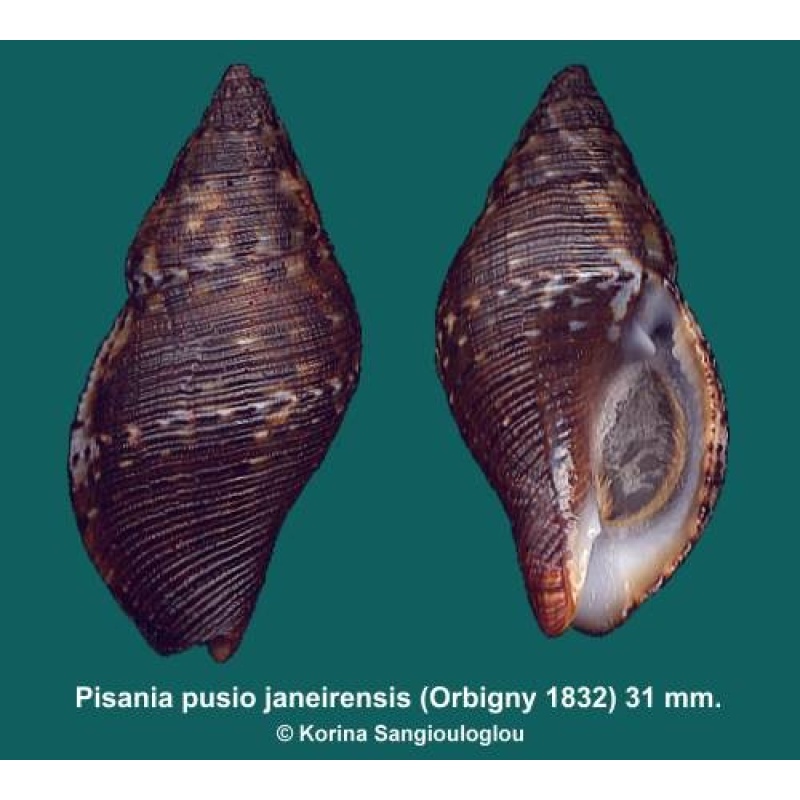 Pisania pusio janeirensis Gorgeous Black Corded!