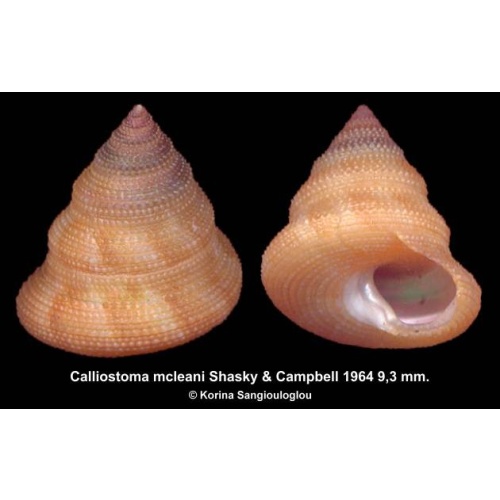 Calliostoma mcleani Gorgeous!