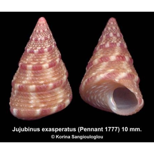 Jujubinus exasperatus Outstanding High Spire Conic!